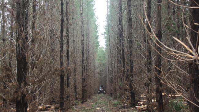 A KIPT plantation before the bushfire came through.