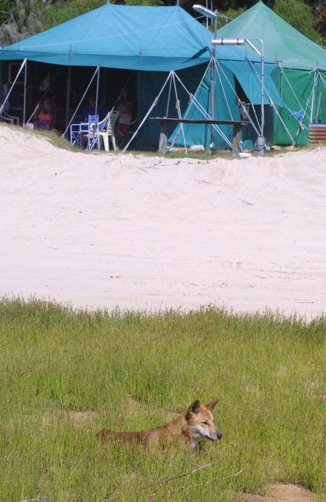 Dingo at the Waddy Point camping ground on Fraser Island. Photo: Glenn Hampson