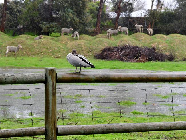 South Australia: Wild weather in the Adelaide Hills, in Littlehampton. Picture: Mark Brake