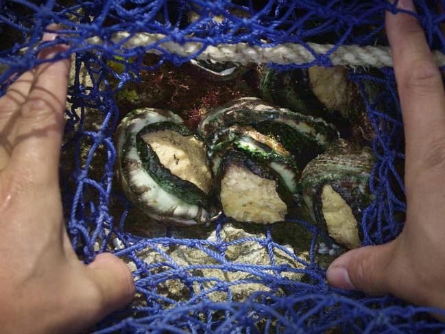 Local divers abalone harvesting from rocks off coast of Perth, on first of four weekends which locals are allowed to fish for abalone though their catch is limited.