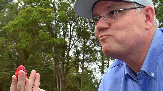 Prime Minister of Australia Scott Morrison visits Ashbern Farm in Glasshouse Mountains on the Sunshine Coast with Andrew Wallace MP. Picture: John McCutcheon