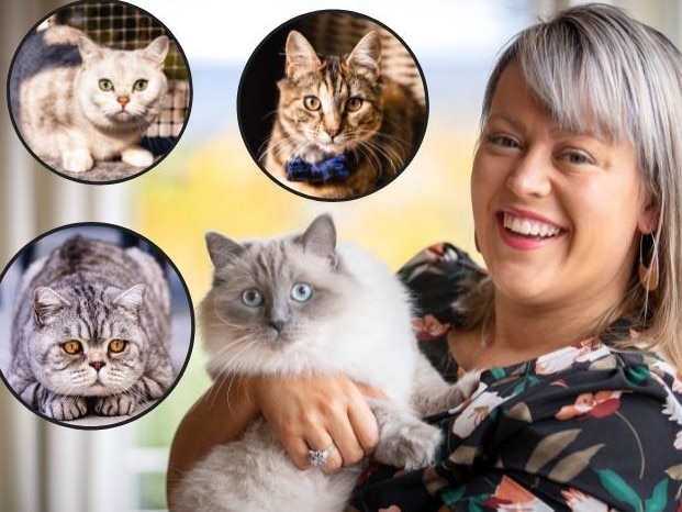 Tassie's cutest cat winners.