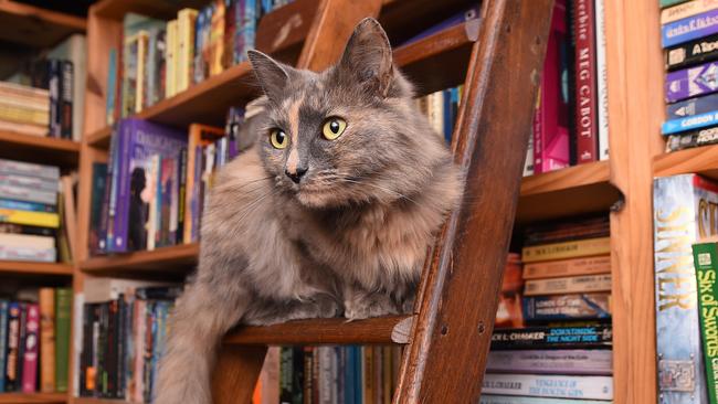 Syber's Books in Windsor has three resident cats. Lee-Lu the cat. Picture: Josie Hayden