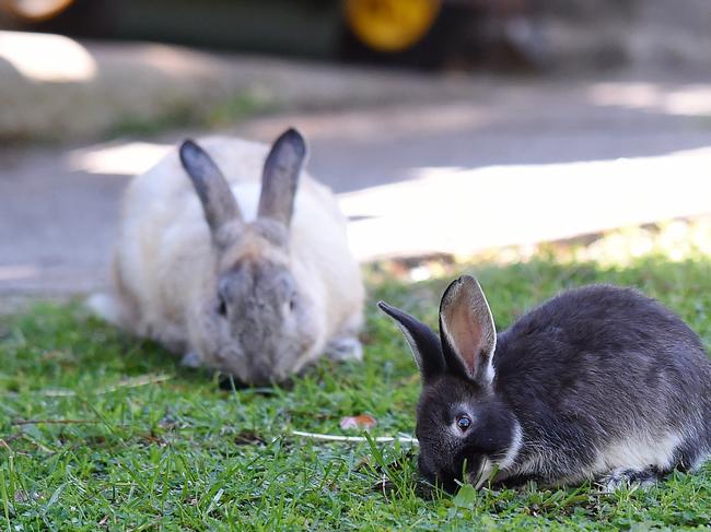 Bunnies need their space. Picture: Josie Hayden