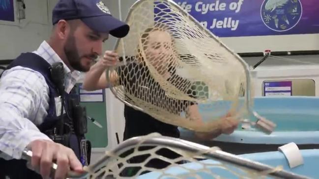 Protected lungfish found in Gympie backyard pool