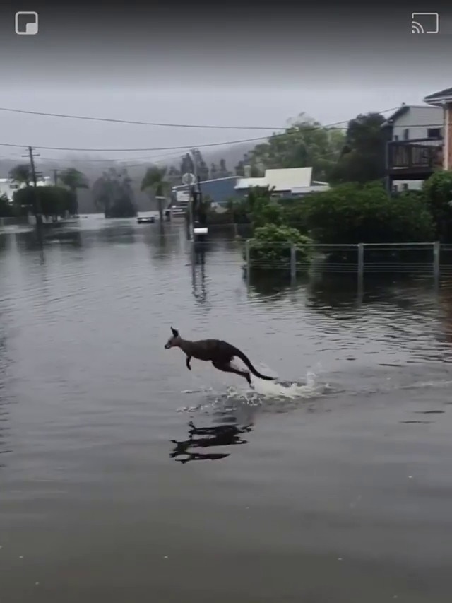 A smaller kangaroo hops through the flooded streets of Lake Conjola. Picture: Ash Quinn/Instagram