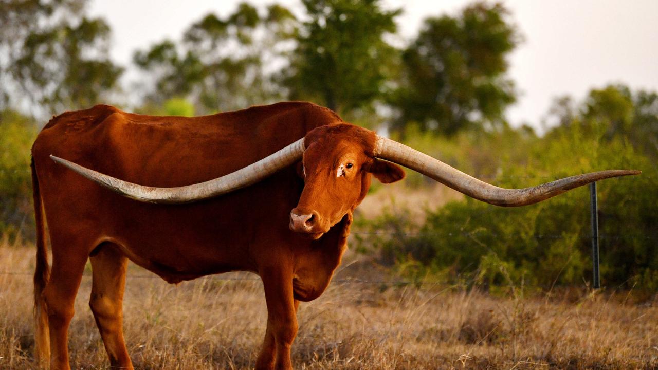 Texas Longhorn Tours’ world record holding star JR passes away Daily