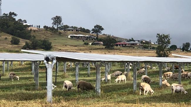 LAZY GRAZERS: Sheep grazing at the UQ Solar Farm at Sladevale.