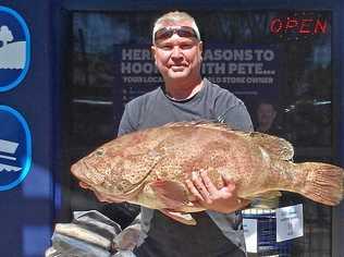GREAT TRIP: Jason Below boated this gold spot cod at North Reef while on a five-hour Cougar One charter. Picture: www.fishingnoosa.com.au