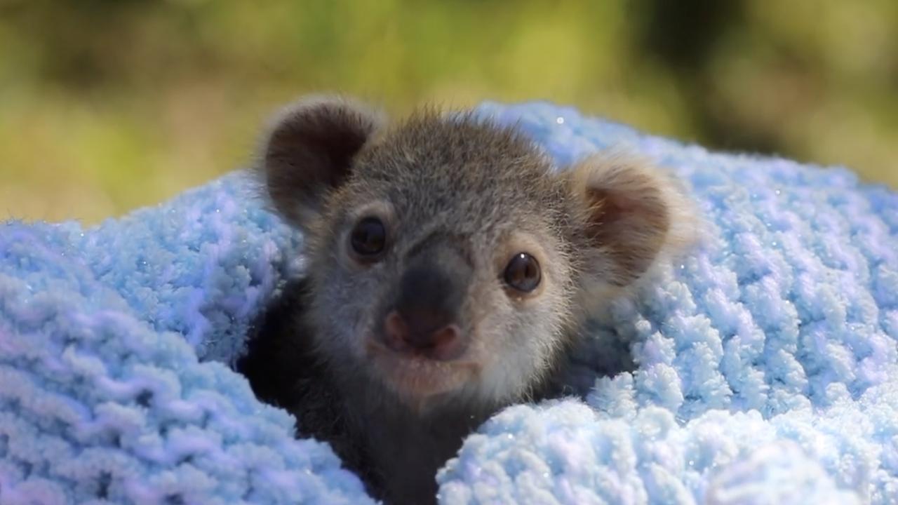 Koala joey rescued by keepers at the Australian Reptile Park | Daily ...