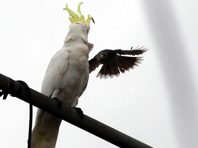 Aussie noisy miner birds get loud in the suburbs during 