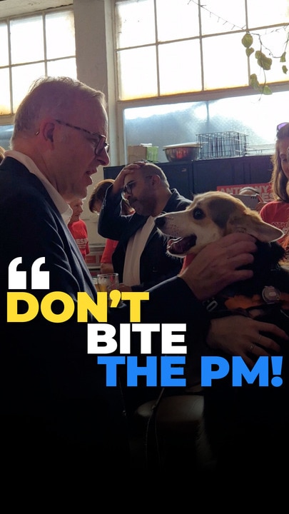 Albo's canine run in at victory party
