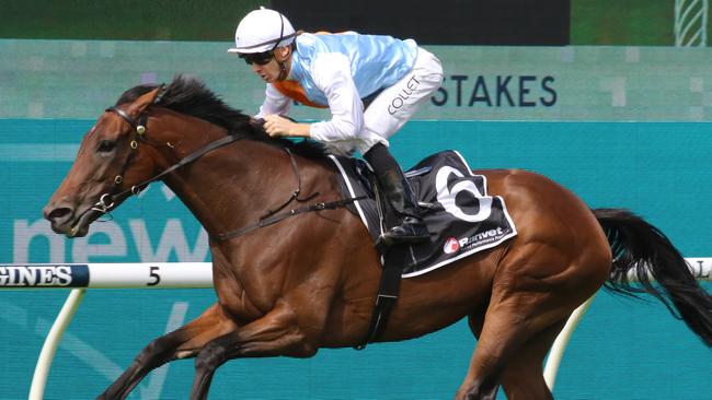 Montefilia looks hard to beat in the Group 2 Hill Stakes. Picture: Grant Guy