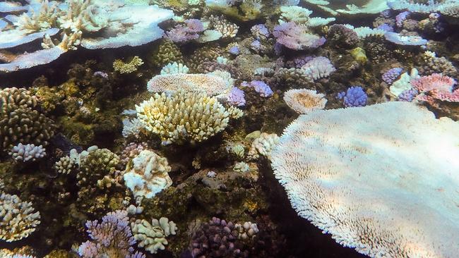 Coral reef discovered at the mouth of the Amazon River | news.com.au ...