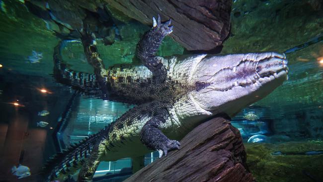 SEA LIFE Melbourne Aquarium is home to a mega croc, Pinjarra an adult male Estuarine (Saltwater Crocodile) who measures 5m and weighs approx. 750kg. Picture: David Caird