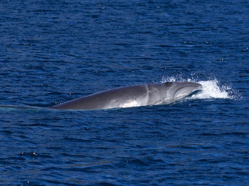 First whale sightings of the season off Tasman Peninsula reported to ...