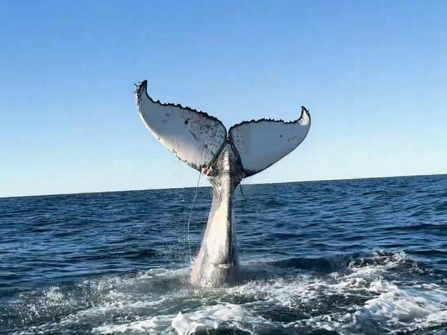 Sea World whale rescuers have freed their fourth whale in weeks after another humpback became badly entangled in commercial fishing gear off Coolangatta. The Sea World Foundation has revealed details of the latest daring rescue which took place off Burleigh Heads earlier this week - Photo Supplied