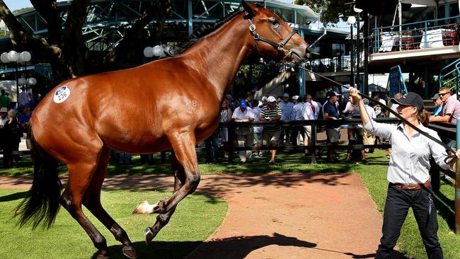 A yearling rears up in the parade ring at this year’s Inglis Sales at Newmarket. Picture: Gregg Porteous