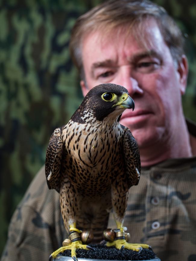 Birdman Paul Willcock with his peregrine falcon. Picture: Matt Turner