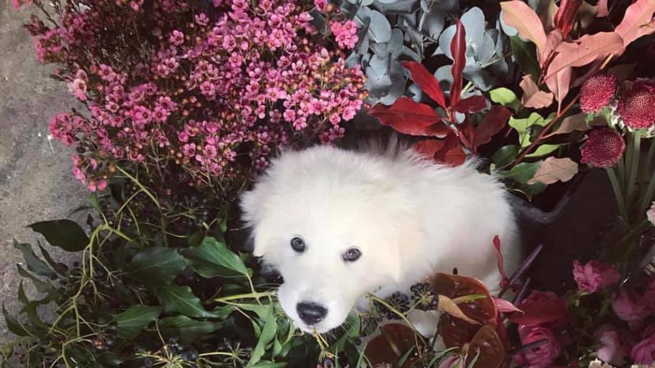 Little Norman the flower lover. Photo: Matthew Scudamore 