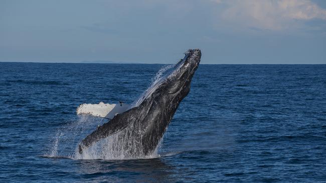 File photo: Making a splash – whale watchers with Sunreef Mooloolaba keep their eyes peeled for behaviours like this breach Photo: Migration Media