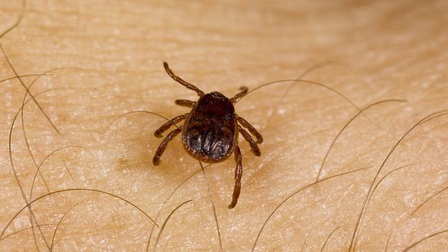 A supplied picture of a tick.