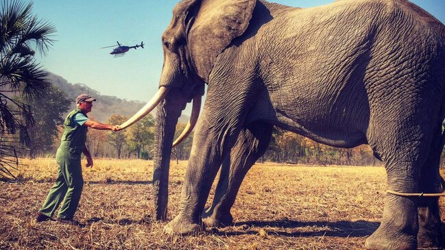 The uncropped picture of a worker with the tethered elephant. The picture Harry published didn’t show the elephant’s hind legs. Picture: Instagram.