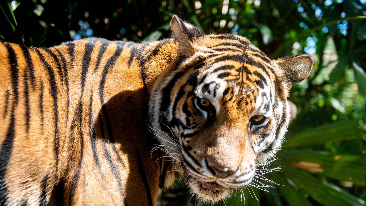 Darwin’s 5th Battalion Royal Australian Regiment gets new Bengal tiger ...