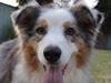 Family living in fear after dogs mauled in fatal backyard attack