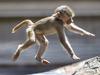 Tourists trapped after suspected baboon escape