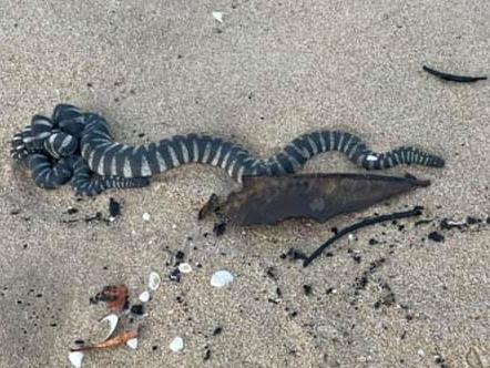 Two sea snakes – marine file snakes – in a rare sighting on land and mating on a beach at Yorkeys Knob on Monday afternoon. Picture: Lee-Anne Hewett