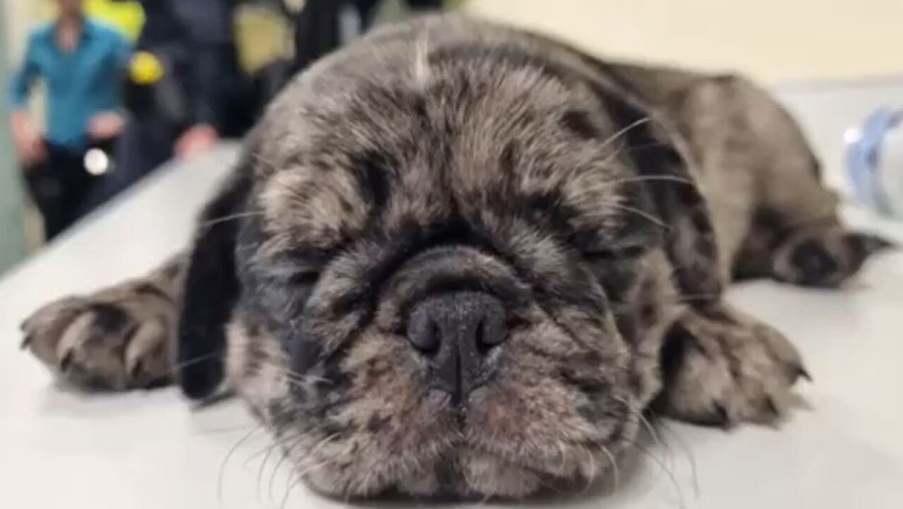 Stolen 8-week-old merle pug Rusty, after police recovered him from a Toowoomba home on Christmas morning 2023. Picture: Queensland Police Service