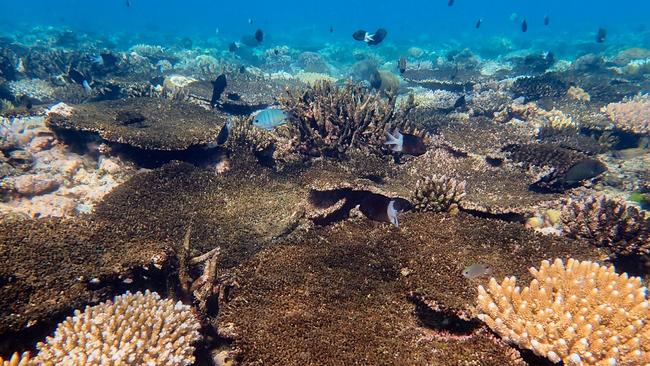 | Lizard Island | 28.09.2024 | A mix of dead, bleached and recovering corals at Lizard Island. The brown Acropora plating and branching corals are dead. The lighter colonies in the foreground are bleached or recovering from bleaching.