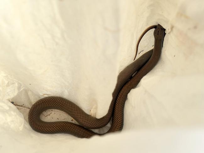 A Mulga (king brown) snake.