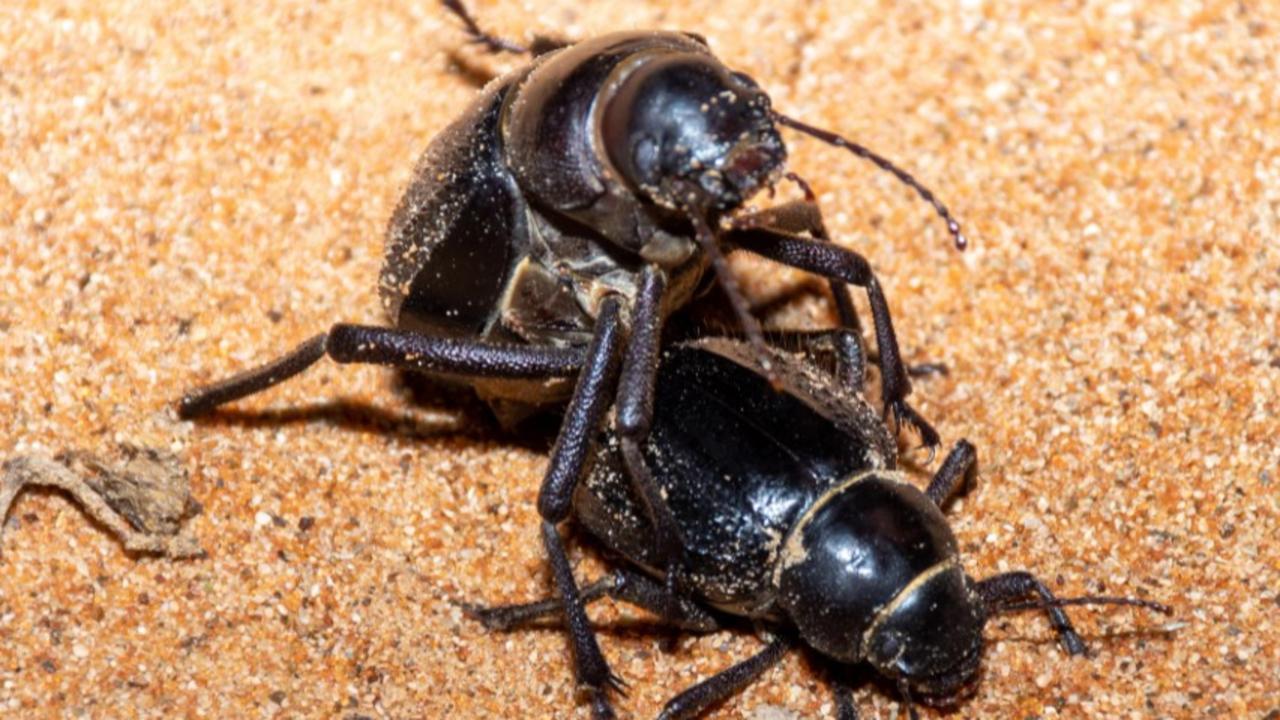 Kumbang gelap jantan memberikan seks oral untuk mengesankan betina sebelum kawin