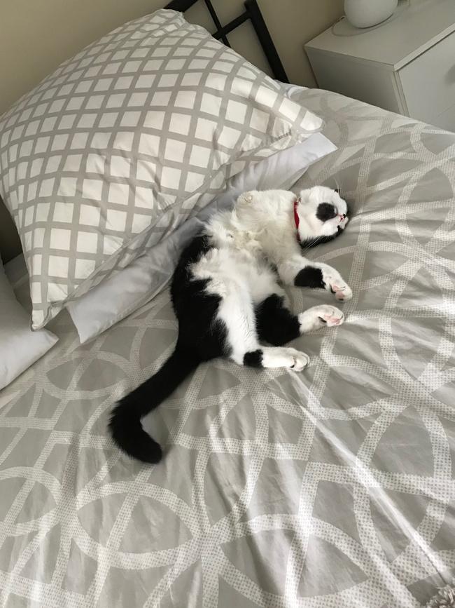 CLEO: Princess Merida’s surrogate sister has also had a pretty rough trot, but now she’s free to laze about whenever and wherever she likes.