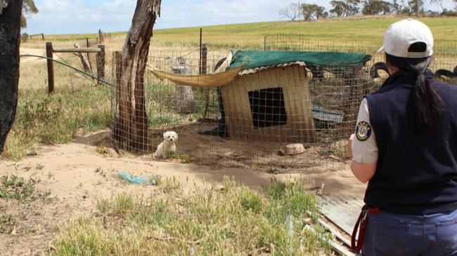 The RSPCA says more than 100 dogs and puppies have been seized from Fitzpatrick’s property. Photo: RSPCA