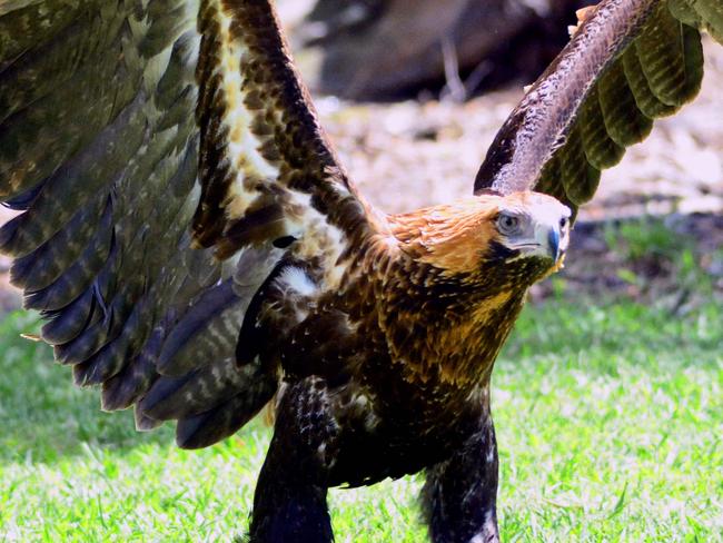 Charley, the Wedge-tailed Eagle rescued near Osprey House on 18 Jan, has been released back in the wild. Photos: Pip Grant-Taylor