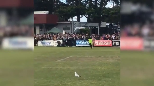 Streaker races across ground in MPNFL grand final