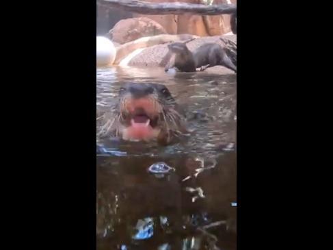 Zoo animals beat the heat with icy treats in Perth