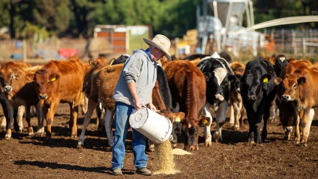 Ballendella dairy farmer Marshal Jacobs has had to sell all his milking cows. Picture: Mark Stewart