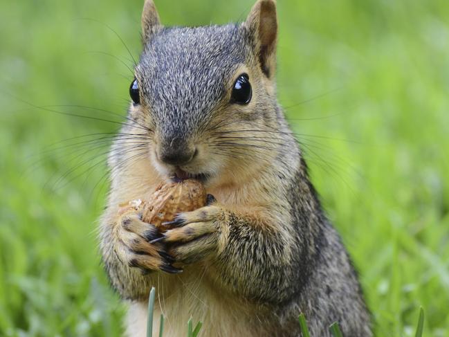 squirrel eating peanut