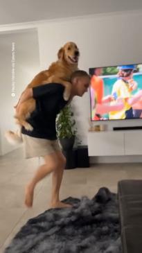 Golden retriever gets piggybacks everyday