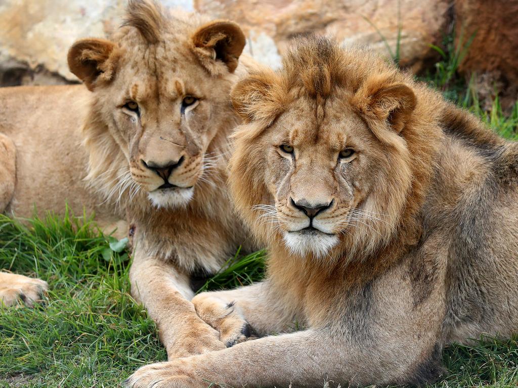 First look at the lion and cheetah enclosures inside Sydney Zoo in Bungarribee in Sydney's west, the first zoo to open in Sydney in over 100 years. Four lion siblings brought in from Taronga Western Plains Zoo in Dubbo get familiar with their new surroundings. Brothers Karoo, Virunga, Sheru and Bakari make themselves comfortable. Picture: Toby Zerna