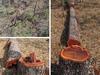 Man fined for chopping more than 100 ancient national park trees
