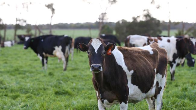 The Australian Competition and Consumer Commission has handed out several fines since the introduction of the mandatory dairy code last year. Picture: Andy Rogers