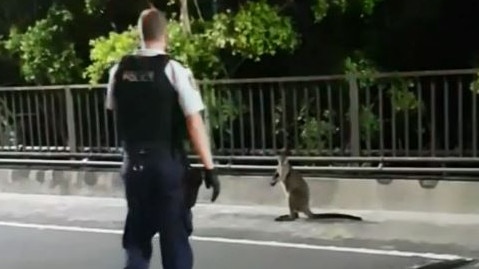 A police officer approaches the kangaroo. Picture: Supplied.