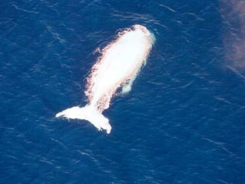 Migaloo, the great white whale, off the Palm Island. Picture: Norm Land, Queensland Parks and Wildlife Service