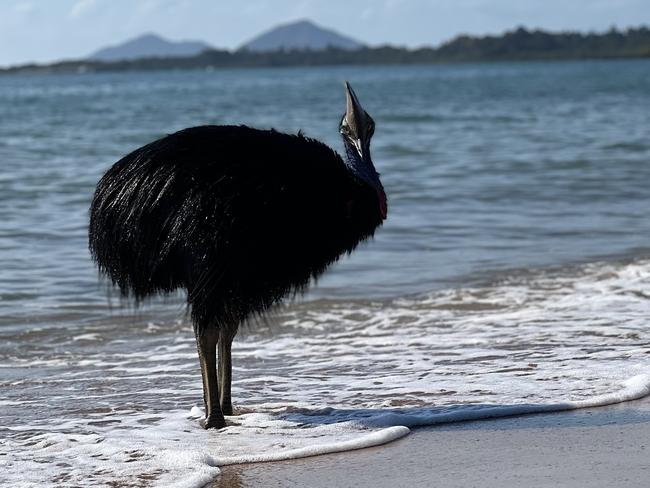 Experts are not sure what the bird was doing in the water