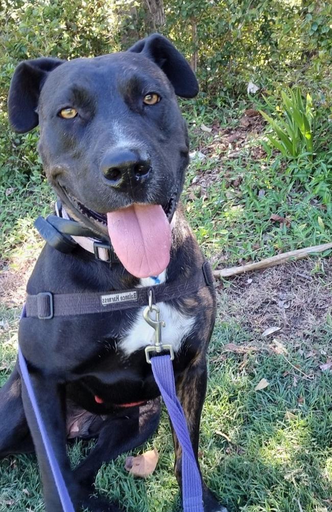 The loveable pup is described as being “very well-mannered” and knows how to sit, lie down and walking on a lead. Picture: Supplied.